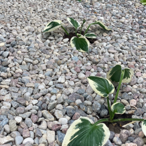 OTOCZAK DRENAŻOWY 2